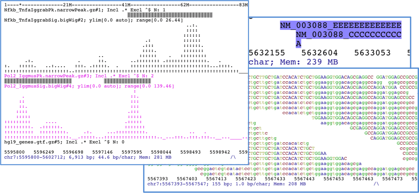 screenshot of ASCIIGenome