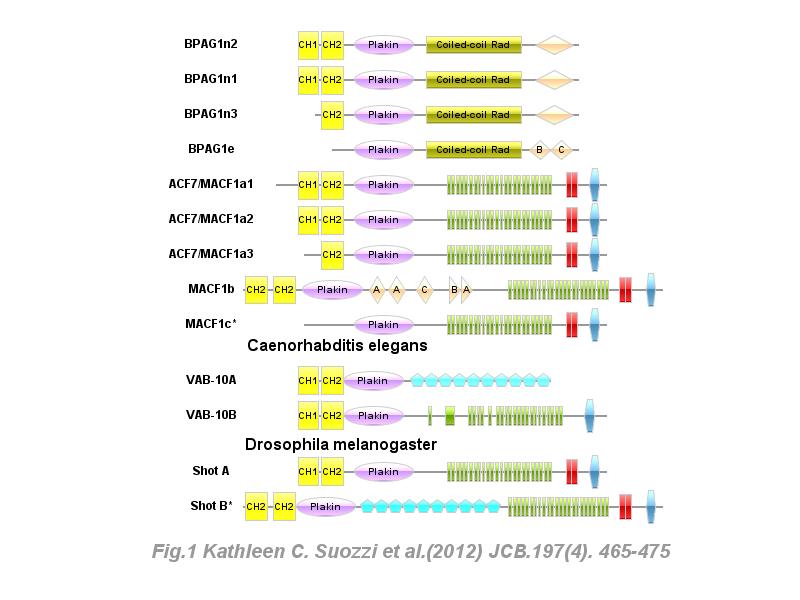 screenshot of IBS (Illustrator for Biological Sequences)