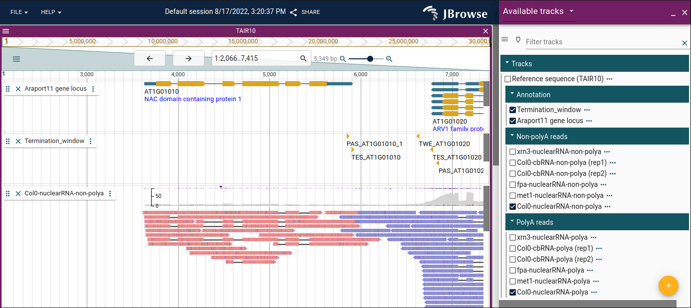 screenshot of Arabidopsis browser with nascent RNA sequencing data