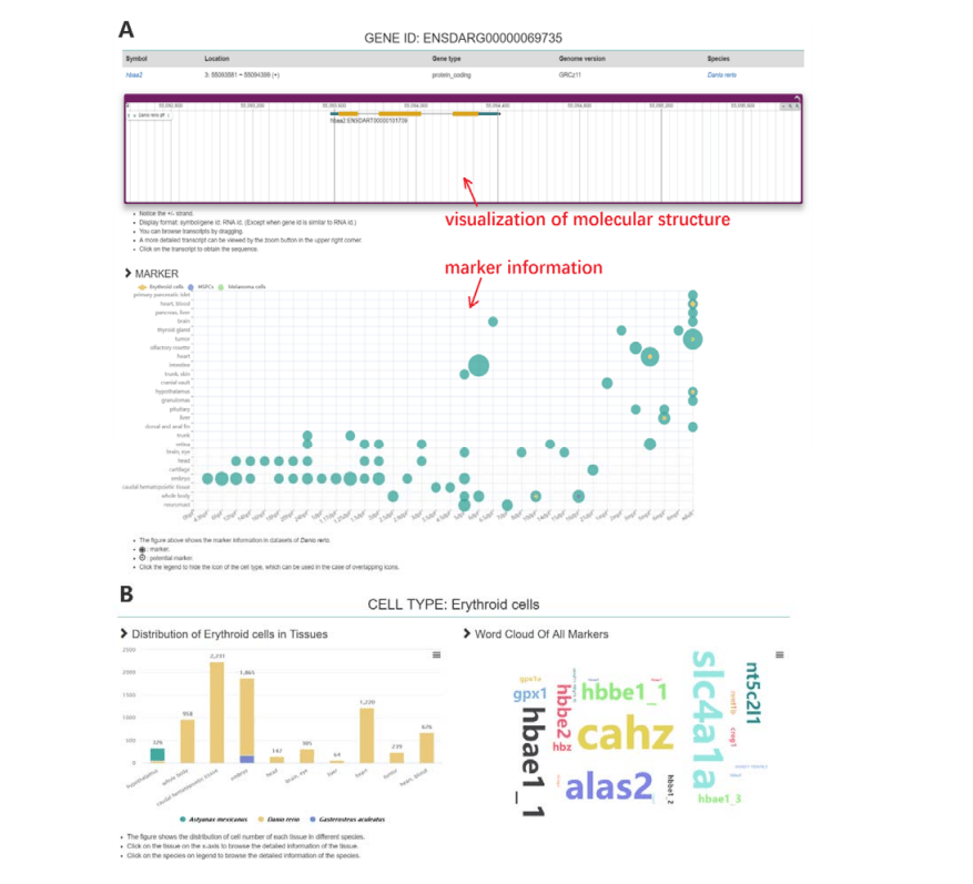 screenshot of FishSCT: zebrafish centric single-cell transcriptome database