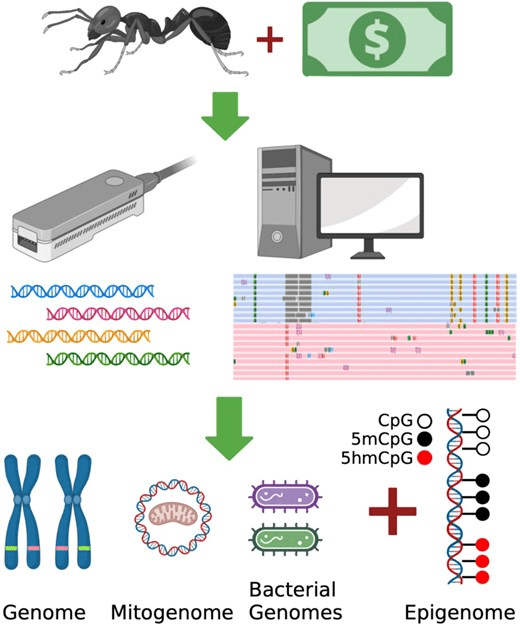 screenshot of Black carpenter ant genome assembly