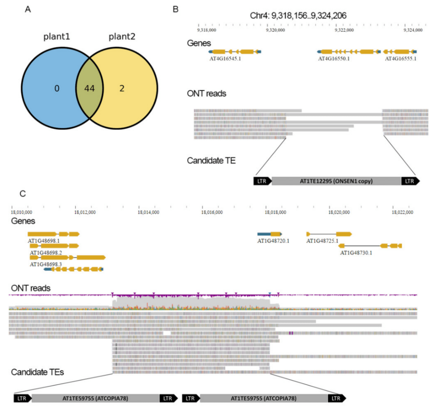 screenshot of Arabidopsis transposon discovery with Nanotei pipeline